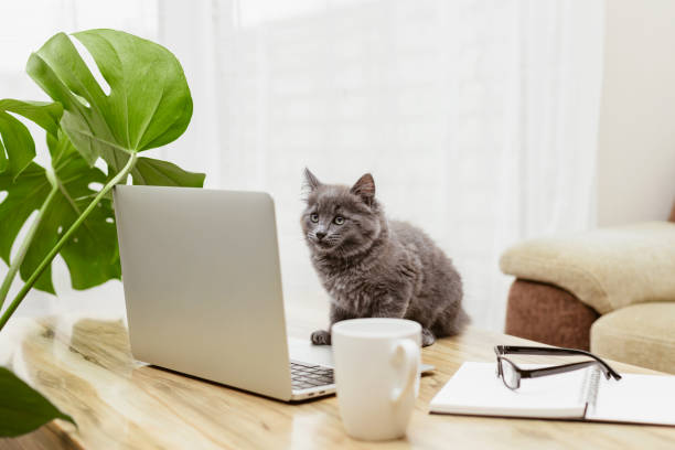 istock A cat, a kitten sits in front of a laptop and looks at the screen. Remote work, training. Animals are like people. Funny pets 1366484232