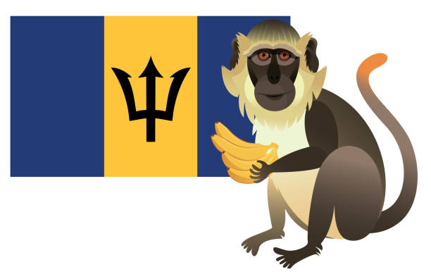 Vervet Monkey Illustrations, Royalty-Free Vector Graphics & Clip Art -  iStock