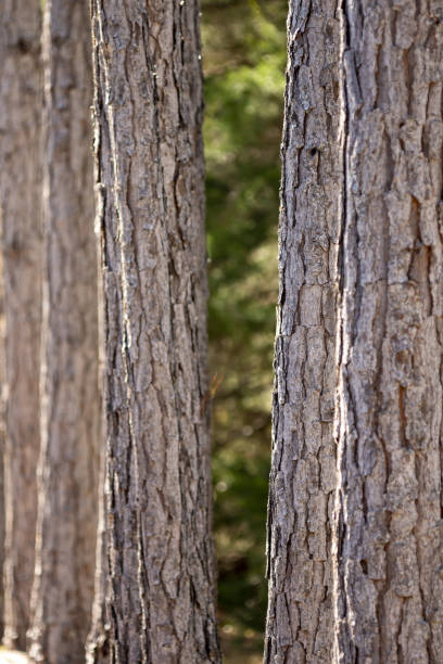 Row of pines of approximately the same age in planted pine  woodland. Photo taken at Cary state forest in NE Florida with Nikon D7200 and Nikon 200mm macro lens