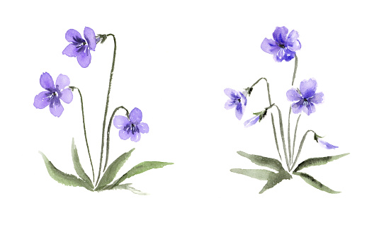Ink painting illustration of violet flower