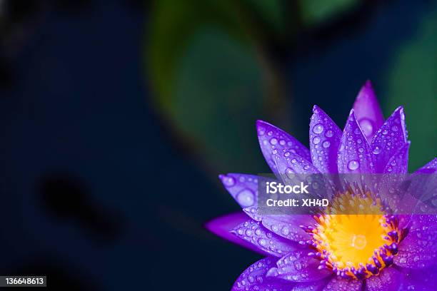 Gota De Agua Lily Foto de stock y más banco de imágenes de Flor - Flor, Noche, Imponente