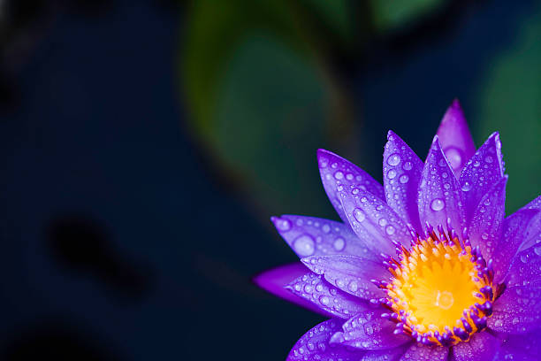 upuść na water lily - single flower macro lotus close up zdjęcia i obrazy z banku zdjęć