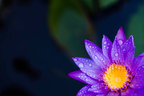 coleta de lírio d'água - pond water lily water drop - fotografias e filmes do acervo