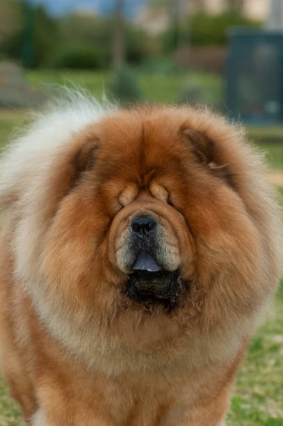 Chow chow purebred dog brown color Chow chow purebred dog brown color male head portrait on the grass chow chow lion stock pictures, royalty-free photos & images