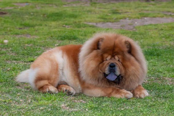 Chow chow purebred dog brown color Chow chow purebred dog brown color lying on the grass chow chow lion stock pictures, royalty-free photos & images