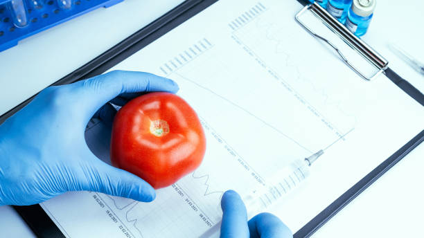 genetische veränderung gvo. wissenschaftler injiziert flüssigkeit aus der spritze in rote tomaten. gentechnisch veränderte lebensmittel. - tomato genetic modification biotechnology green stock-fotos und bilder