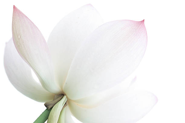 lotus - lily white flower single flower fotografías e imágenes de stock