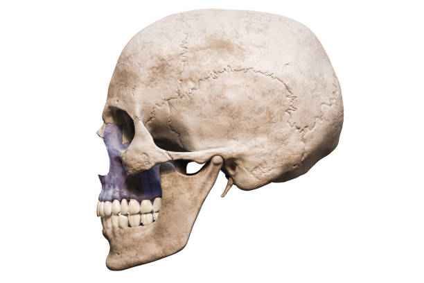 istock Anatomically accurate human male skull with colorized maxilla bone lateral or profile view isolated on white background with copy space 3D rendering illustration. Blank anatomical and medical chart. 1366489410