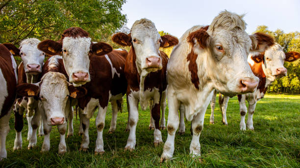 istock Brown and white cows in the meadow 1366489456