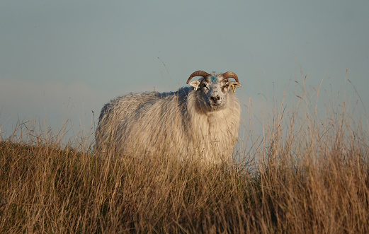 A beautiful low angle shot of a ram standing on a grassy bank looking at the camera against a clear blue sky.
