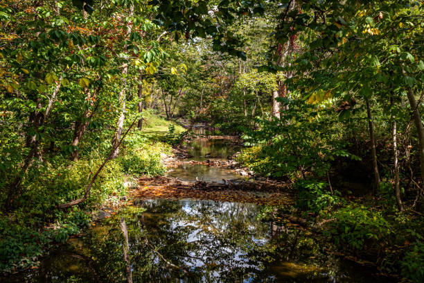 barrages de castors au parc national et réserve de new river - rapid appalachian mountains autumn water photos et images de collection