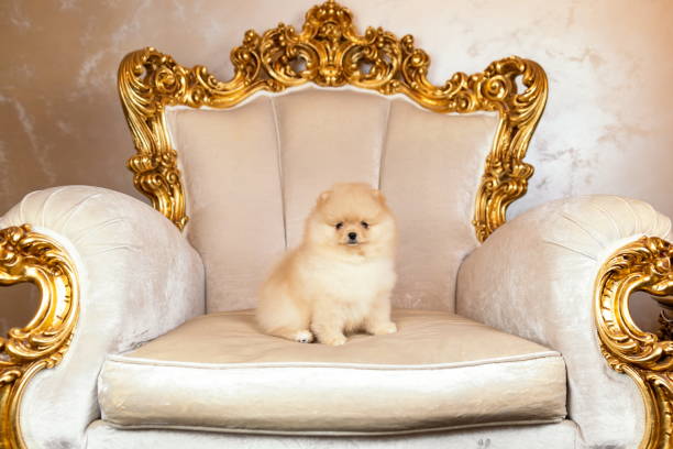 mały szczeniak szpica pomorskiego siedzący na złotym fotelu w pałacu królewskim - white bud zdjęcia i obrazy z banku zdjęć