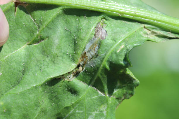 istock A tortricidae caterpillar in a damaged sugar beet leaf. 1366489907