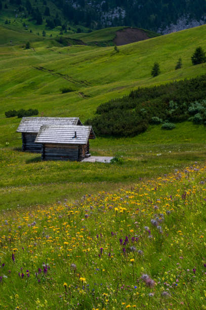 istock Pralongia Plateau in the Dolomites 1366489922