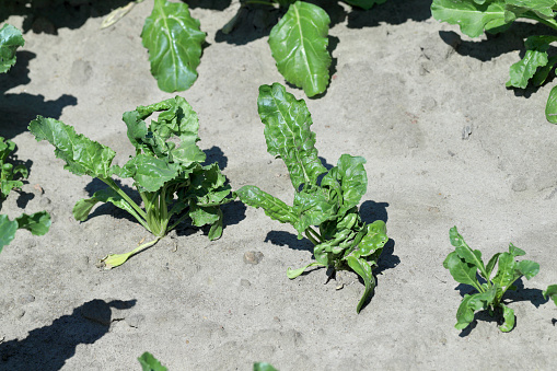 Beet plants damaged by crop protection products - phytotoxicity, deformed plants.