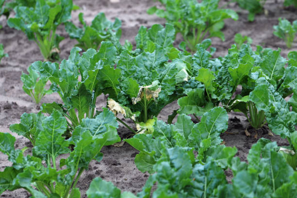 istock Sugar beet plants with symptoms of bacterial infection - drying leaves. 1366490751