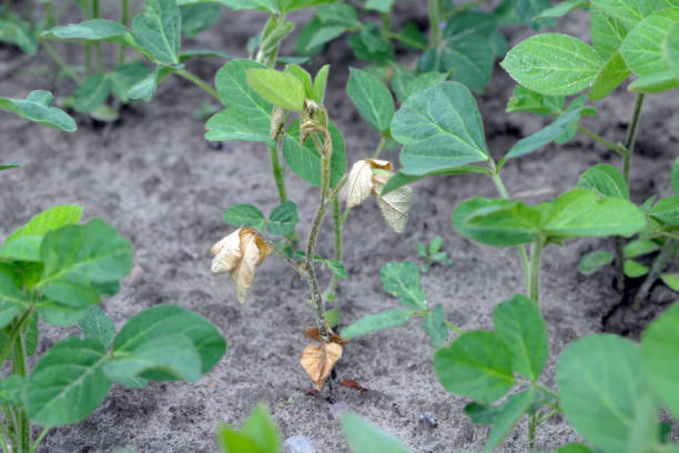 istock A shriveling soybean plant with an infected root in a field. 1366490909