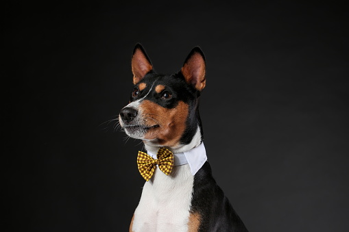 Serious and funny dog of african basenji breed wearing bow tie isolated against black background. Copy space.