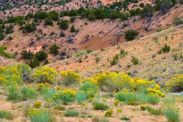 istock Wild Flowers Scattered in the Mountain 1366490946