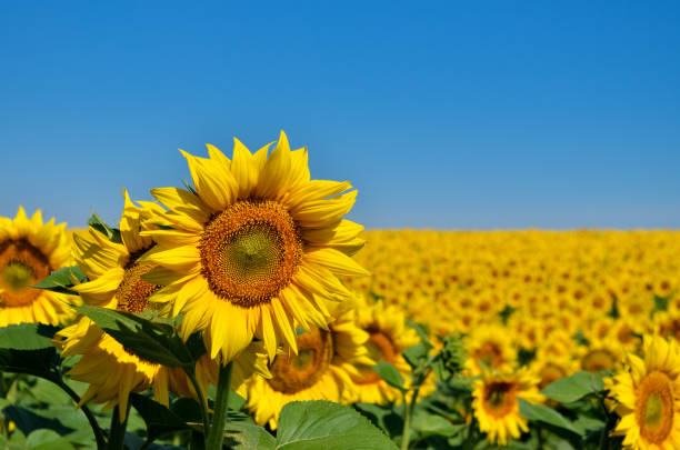 żółte słoneczniki rosną w polu. uprawy rolne. - sunflower field flower yellow zdjęcia i obrazy z banku zdjęć