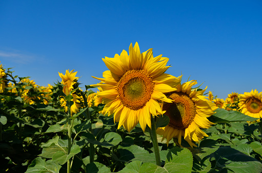Yellow sunflowers grow in the field. Agricultural crops.