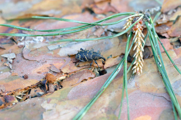 Snout beetle - Hylobius abietis sitting on pine wood, macro photo. Snout beetle - Hylobius abietis sitting on pine wood, macro photo. pine weevil hylobius abietis stock pictures, royalty-free photos & images