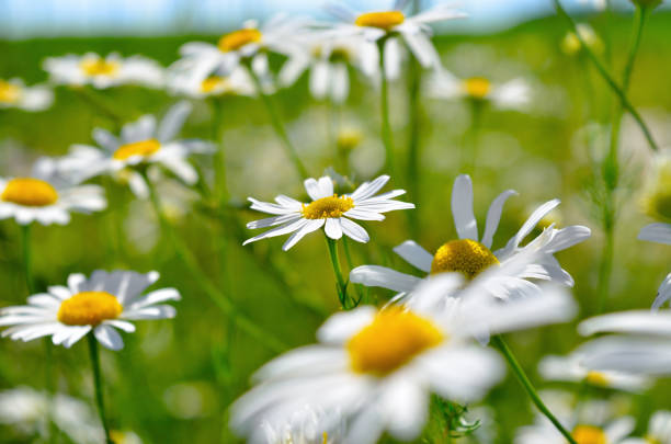 istock Young blooming chamomile in a summer field 1366491844