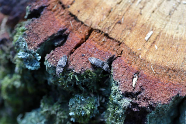 2 click beetles - Agrypnus murinus. Insects drinking sap leaking from an oak stump after a felled tree in the forest.