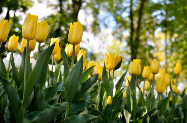 istock Young tulips bloomed in the park in spring 1366491945