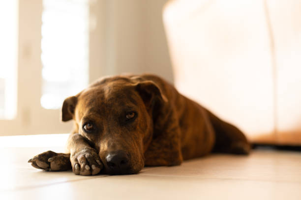 Dog lying on floor in a house. Brindle dog.