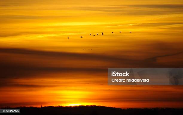 Passagem De Gansos Em Sunrise - Fotografias de stock e mais imagens de Abstrato - Abstrato, Ajardinado, Amanhecer