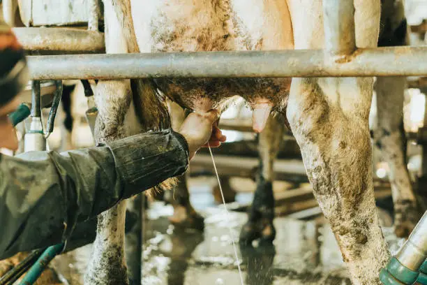 man milks a cow's udder with his hands. jobs