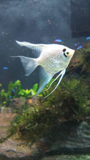 peces de acuario brillantes - beauty in nature coral angelfish fish fotografías e imágenes de stock