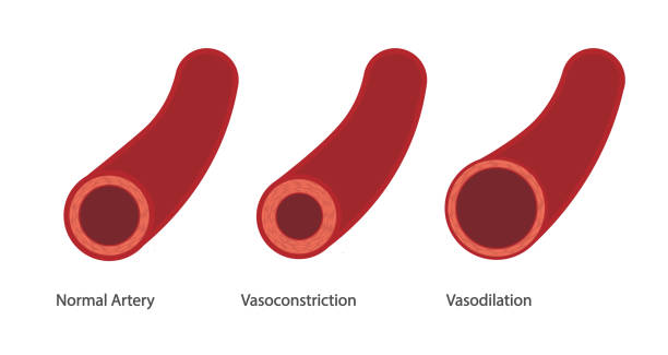 Vasodilation and Vasoconstriction illustration. Vasodilation and Vasoconstriction illustration. Different thickness of a artery vessel wall dilation stock illustrations