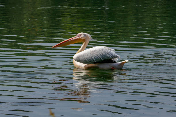istock Great white pelican swimming on lake 1366496900