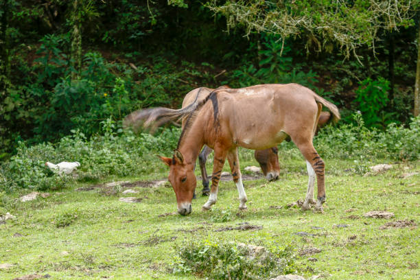 istock Donkeys grazing on green grass 1366497653
