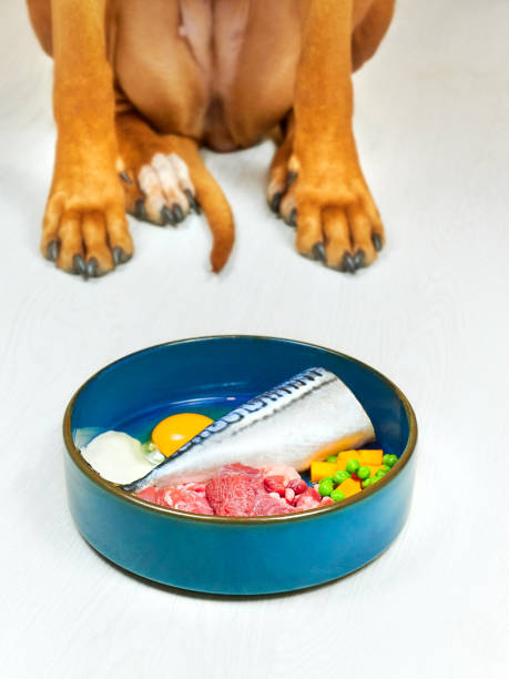Natural dog food. Dog sitting next to the bowl of fresh raw meat, fish and vegetables. Close-up Natural dog food. Dog sitting next to the bowl of fresh raw meat, fish and vegetables. Close-up pumpkin throwing up stock pictures, royalty-free photos & images