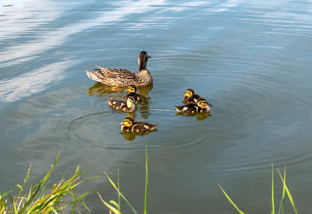 istock brood of wild ducks in a pond 1366498546