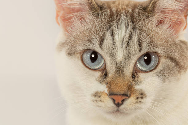 istock Tabby cat lying down looking at photo 1366498860