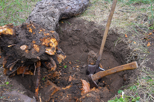 Uprooting old dry fruit tree in garden. Large hole with severed tree roots. Trunk of fallen Apple tree lies next to pit. Axe and shovel are main tools used in uprooting. Close-up. Selective focus.