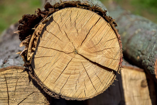 istock Sawn mature tree section with cracks and rings that tell it's age. Saw marks. Wooden surface, texture. Close up view of wood core. Selective Focus. 1366499017