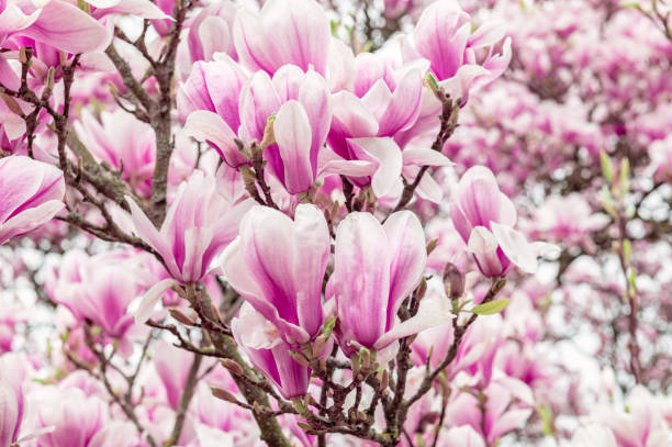 istock Pink Magnolia Tree with Blooming Flowers during Springtime 1366500014