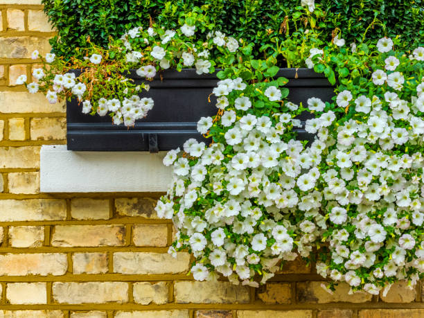 London England Window box  of a walk up apartments along the streets of London England garden feature stock pictures, royalty-free photos & images