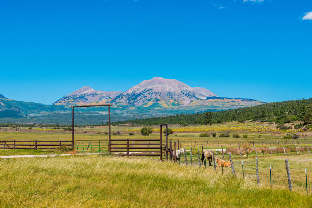 Horses behind a fence along the Colorado plateau in the Colorado Rocky Mountains.