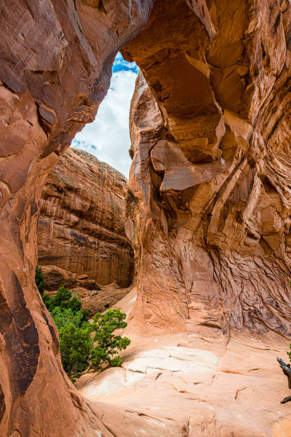 istock Pine Tree Arch in Arches National Park 1366501581