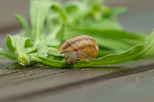 snail slithering on top of a green leaf with its horns out