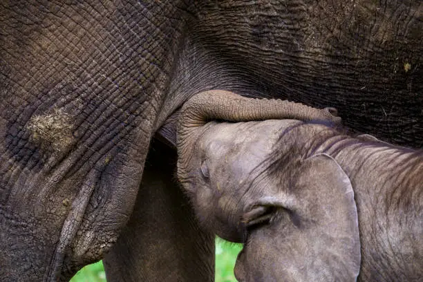 Small elephant during nursing with its mother