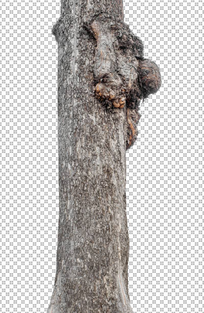 istock Trunk of a Tree Isolated On White Background 1366501841