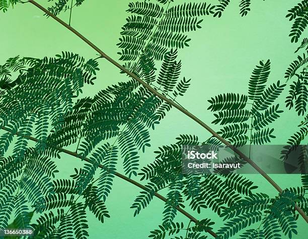 Plant Stock Photo - Download Image Now - Abstract, Acacia Tree, Backgrounds