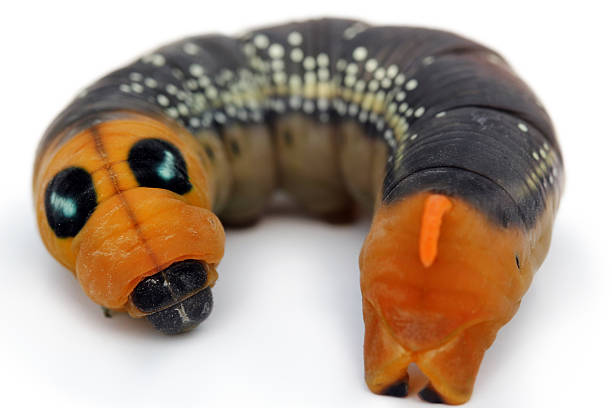 istock Caterpillar with spots and orange face 136650425
